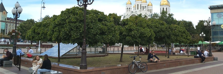 Деревья на площади Победы